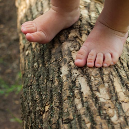 Legs of a young child standing on a branch of a big tree
